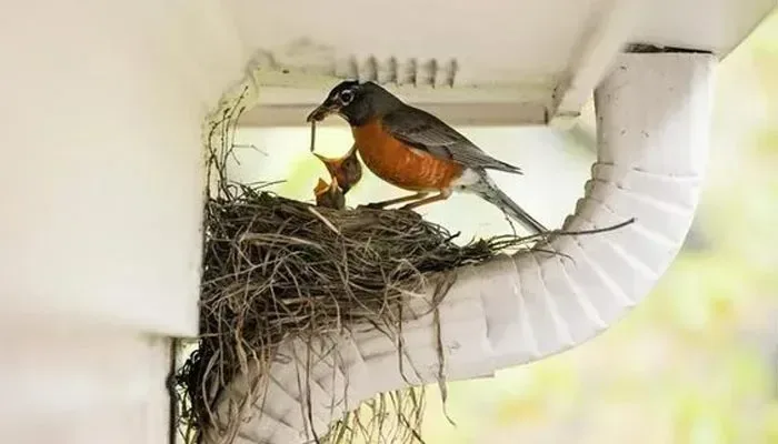 Bird Nesting Control Sydney