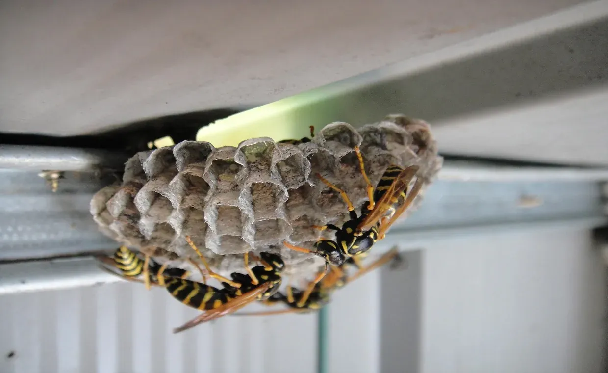 A large paper wasp nest hanging from the eaves of a residential home