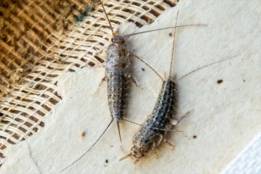 A silverfish on a damaged old book, showing the effects of an infestation