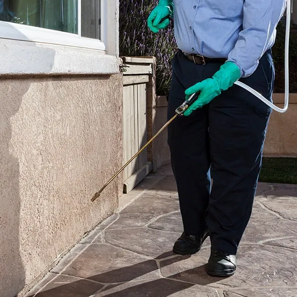 Ant pest control treatment in Sydney home