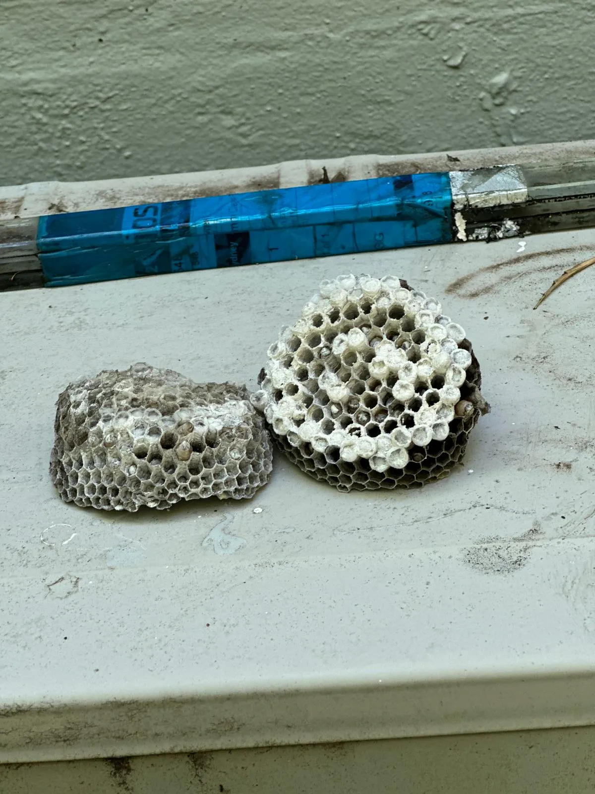 Active paper wasp nest under the eaves of a Sydney home