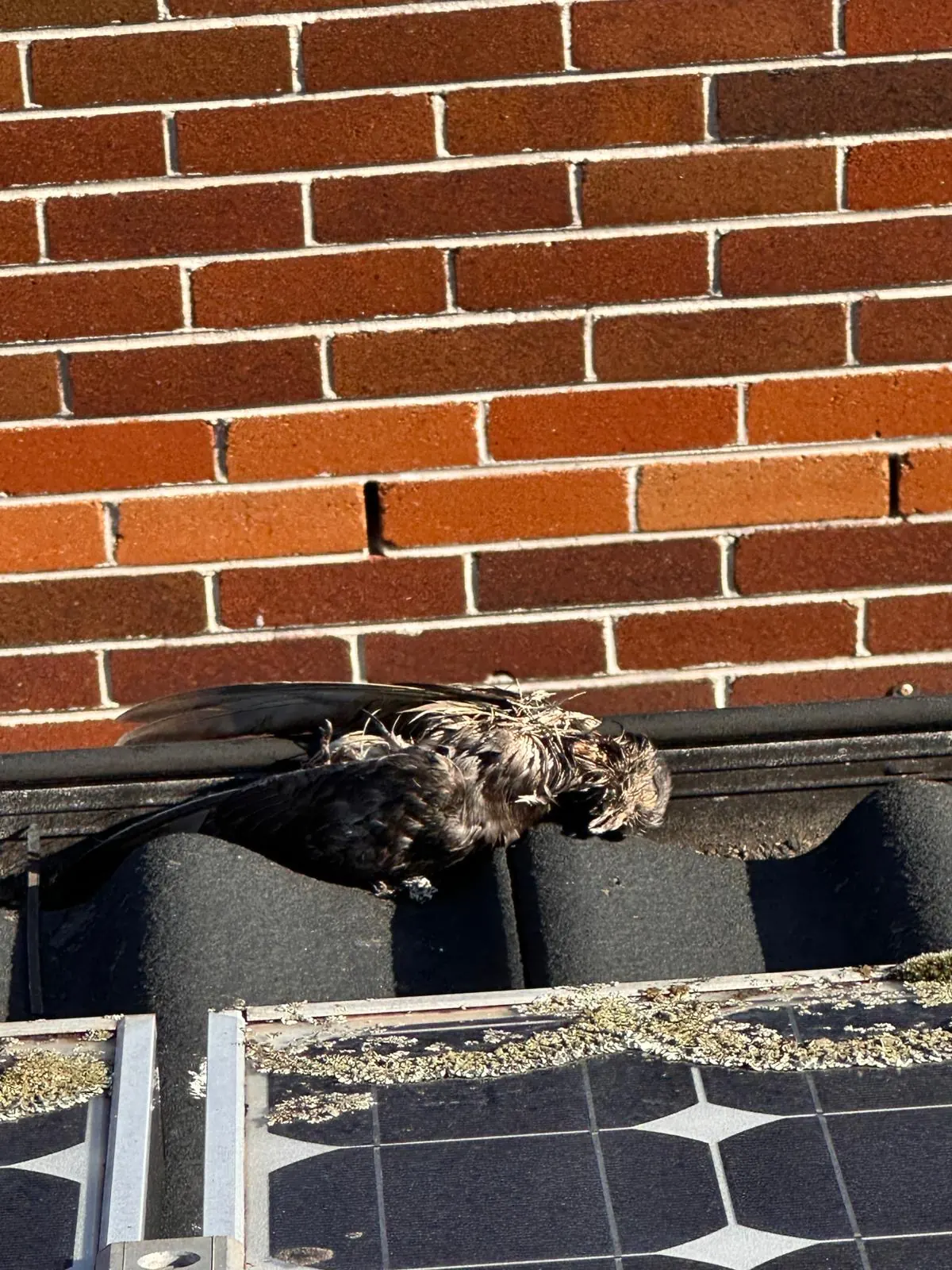 Dead bird on roof tiles beside a brick wall during Sydney dead bird removal