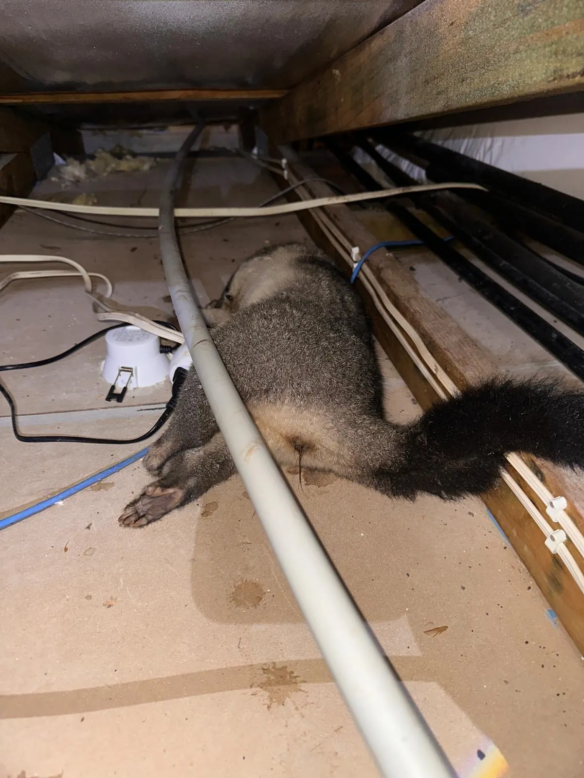 Dead possum found inside a Sydney roof cavity before professional removal