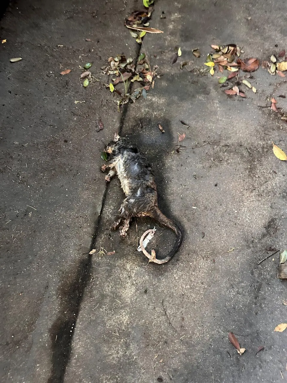 Dead rat found in an outdoor Sydney property area before hygienic removal